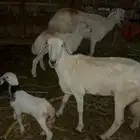 ضان حريات مناتيج