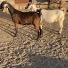 عناقين للبيع