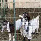 سلام عليكم عندنا اليوم معزا طياب وفيها دوافع وفيها حليب