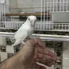 طير روز