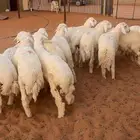 تم البيع العدد 15 العمر 7 و 8 شهور فل شحم كلش خروف