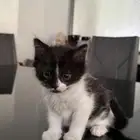 قطط للتبني من ام شيرازي
