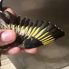 حساسين فروخ