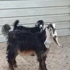 2تيوس عارضيه