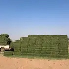 برسيم صافي ورق عود ناعم شرط شد 75 يزود   وينقص قليل جدا