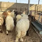للبيع الخرفان النعيم المقفلله