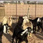 للبيع جفرات
