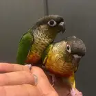 فروخ كنيور انناس رد فاكتور ويلو سايد تم البيع