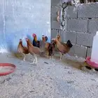 دجاج فري ترثه