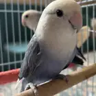 جوز روز منتج