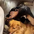 قولدن شيواوا للبيع سبب البيع السفر للدراسه