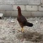 دجاج باكستاني شمو يباني و سندي