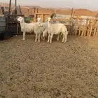 طليان حريه عدد 5