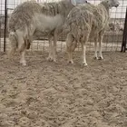 ضان حرية صنف الصنف