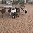 غنم برابر