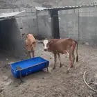 حسيل بلدي للبيع