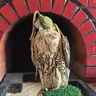 تبعة جير شاهين بكر