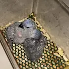 فروخ لوري للبيع