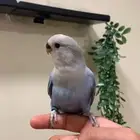 روز بلو فايلوت اليف جد ا هدد نشبه مفطوم (فاخر)