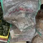 حطب الزيتون