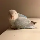 فرخ روز اليف وهدد نشبة