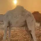 قعود اوضح قصب الموقع ملهم