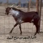 تيس مشروع فحل صنف فاخر