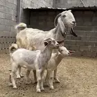 عنز تحتها 2