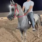 ركوب خيل بالساعه والنص ساعه