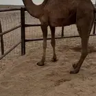 قعود اصفر