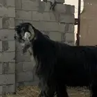 تيس عارضي