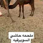 حاشي يوم الجمعه 24   9