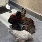 دجاج دوكلي خوارج