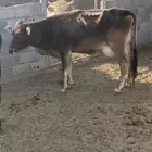 للبيع بقره مع عجل