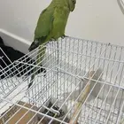 دره هندي ذكر ضايع