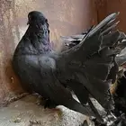 حمام رقاص أمريكي