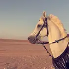 حصان شعبي