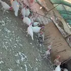 اناثي رومي