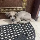 حصلت كلب ضايع اللي له يتواصل معاي