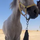 فرس عربيه