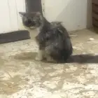 قط شيرازي