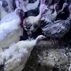 رومي للبيع بالخرج