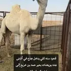 قعود فحل سنه لقي يدخل جذع