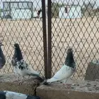حمام باكستاني طيار