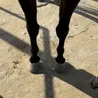 حصان شعبي كوميت