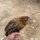 دجاجه محضنه معاها تقريبا 16 بيضه و 2 فريك العمر تقريبا 4 شهو
