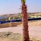نخل واشنطونيا