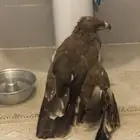 وش نوع الطير بالربع عقاب والا نسر والا صقر