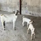 غنم مقاني من 600 ريال . العرضية الجنوبية