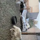غنم مواليد طيبه